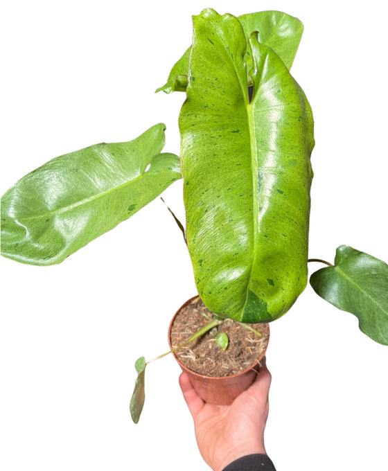 Philodendron 'Paraiso Verde' Image 1