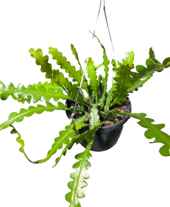 Disocactus anguliger (syn. Epiphyllum anguliger) Image 2