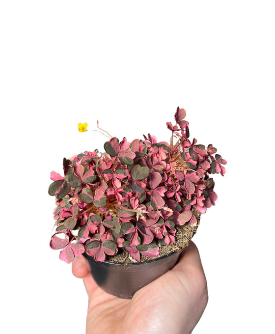 Oxalis vulcanicola 'Plum Crazy' Image 1