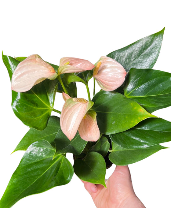 Anthurium andraeanum 'Peach Joli' Image 2