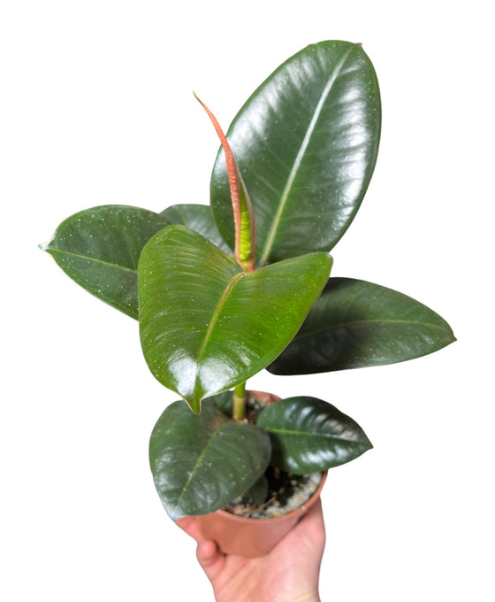 Ficus elastica Image 5