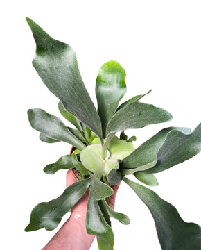 Platycerium bifurcatum - Staghorn fern