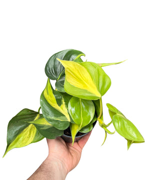 Philodendron scandens 'Brazil'