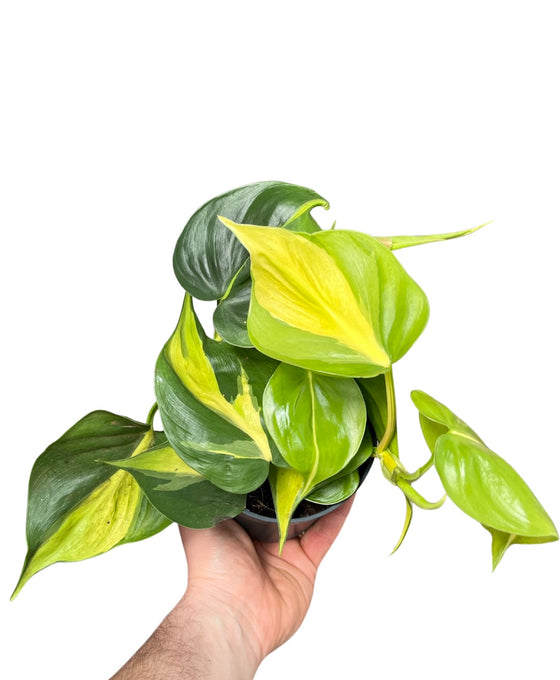 Philodendron scandens 'Brazil' Image 1