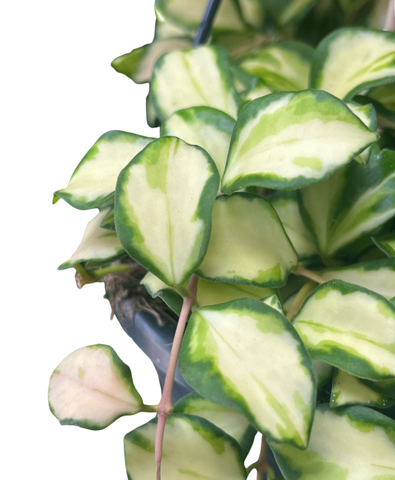 Hoya heuschkeliana 'Variegata' Image 3