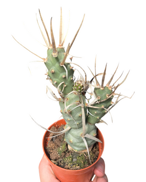 Tephrocactus articulatus var. papyracanthus