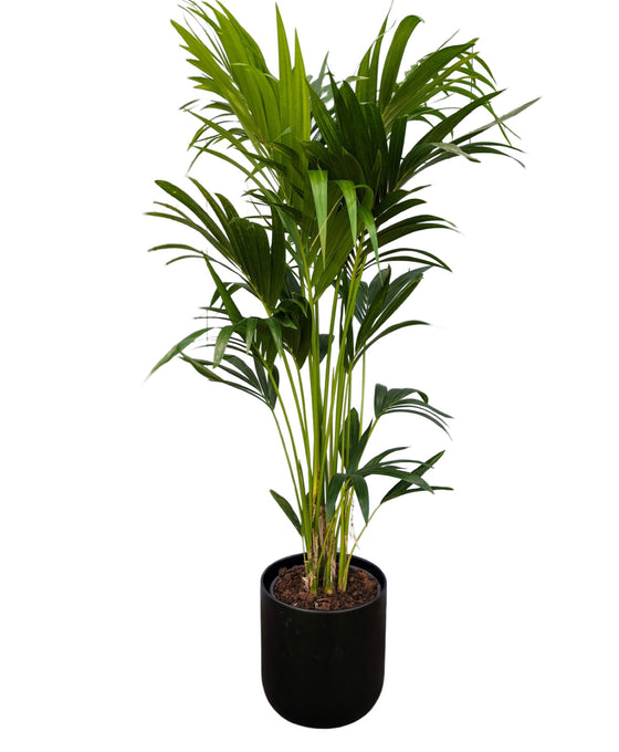 Howea Forsteriana - Kentia Palm Image 1