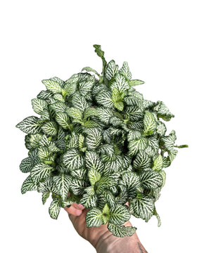 Fittonia albivenis