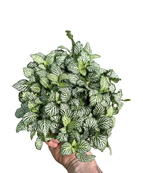 Fittonia albivenis Image 1