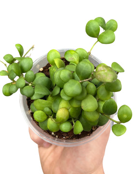 Hoya heuschkeliana (Yellow flower)