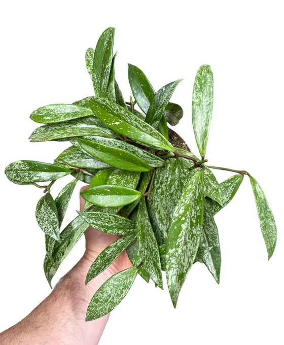 Hoya pubicalyx 'Silver Spot' Image 1