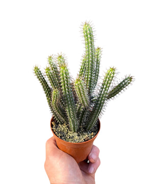 Euphorbia baioensis