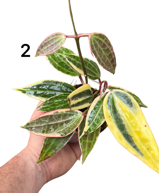 Hoya latifolia 'Variegata' (previously macrophylla) Image 2