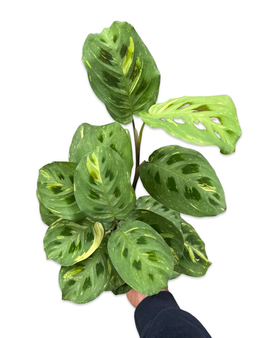 Maranta leuconeura var. kerchoveana variegata Image 2