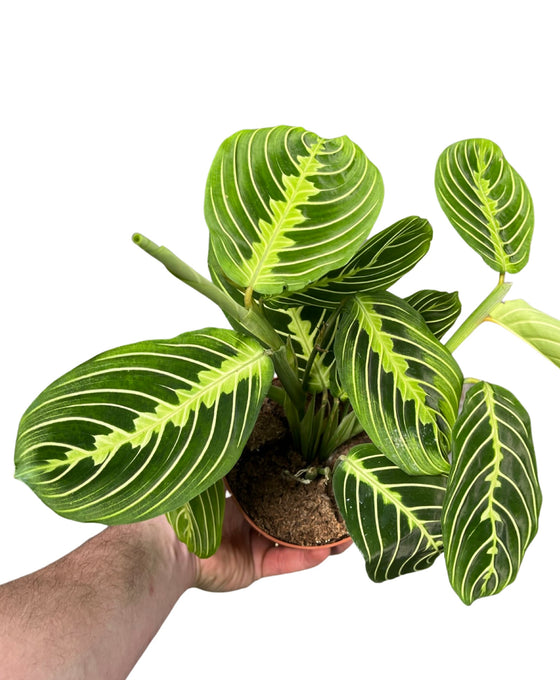 Maranta leuconeura var erythroneura 'Lemon Lime' Image 1