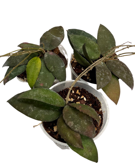 Hoya caudata 'Sumatra' Image 3