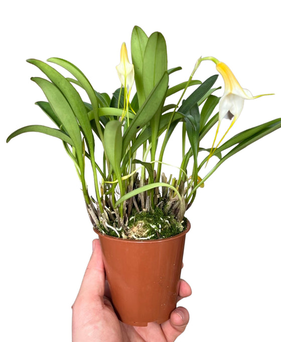 Masdevallia hybrid Image 2