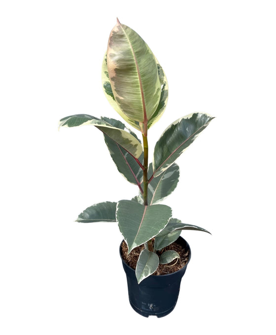 Ficus elastica Image 4