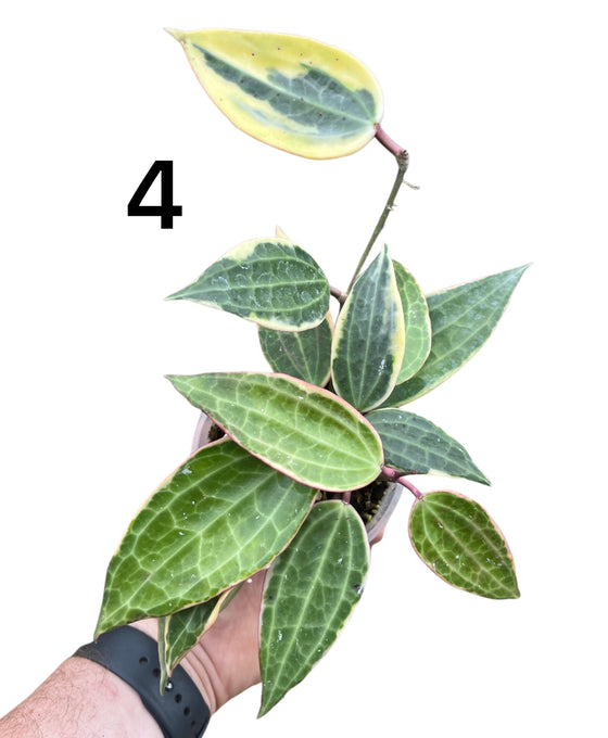 Hoya latifolia 'Variegata' (previously macrophylla) Image 6