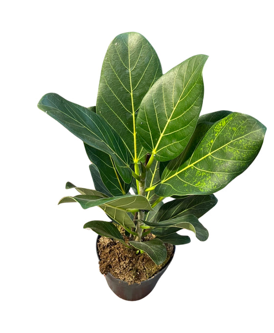 Ficus benghalensis (Ficus Audrey) Image 2
