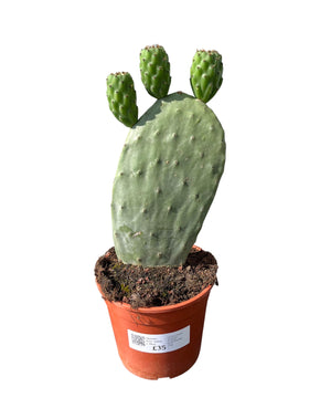 Opuntia ficus-indica