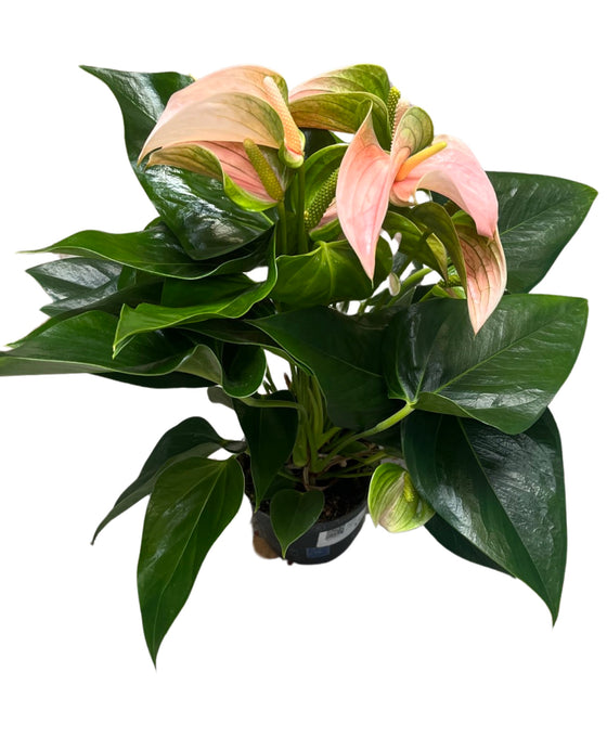 Anthurium andraeanum 'Peach Joli' Image 1