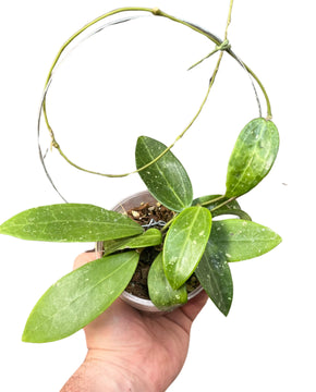 Hoya verticillata sp. Bogor