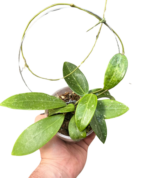 Hoya verticillata sp. Bogor Image 1
