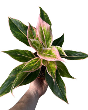 Aglaonema 'Pink Aurora'