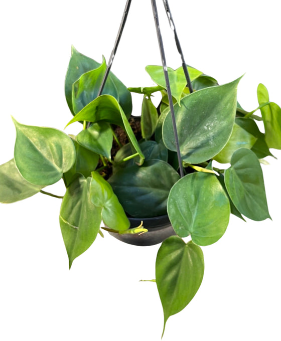 Philodendron scandens Image 1