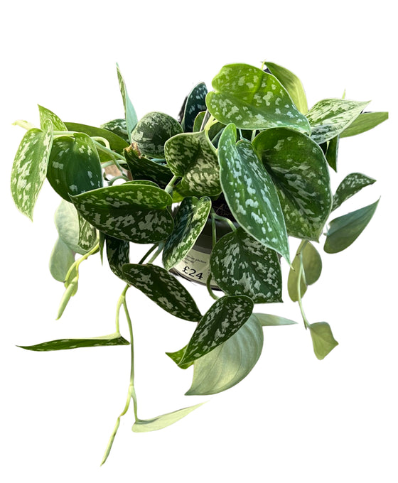 Scindapsus pictus 'Argyraeus' - Satin Pothos Image 2