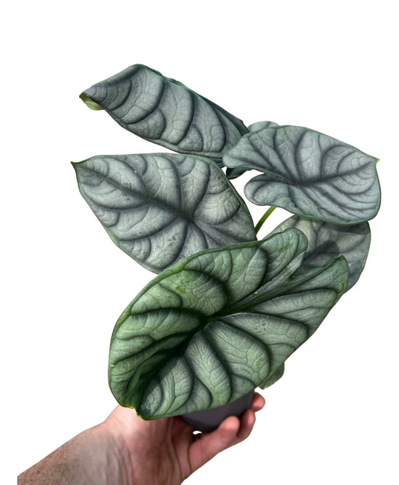 Alocasia baginda 'Silver Dragon' Image 1