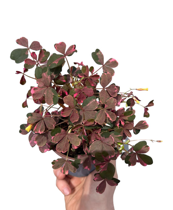 Oxalis vulcanicola 'Plum Crazy' Image 2