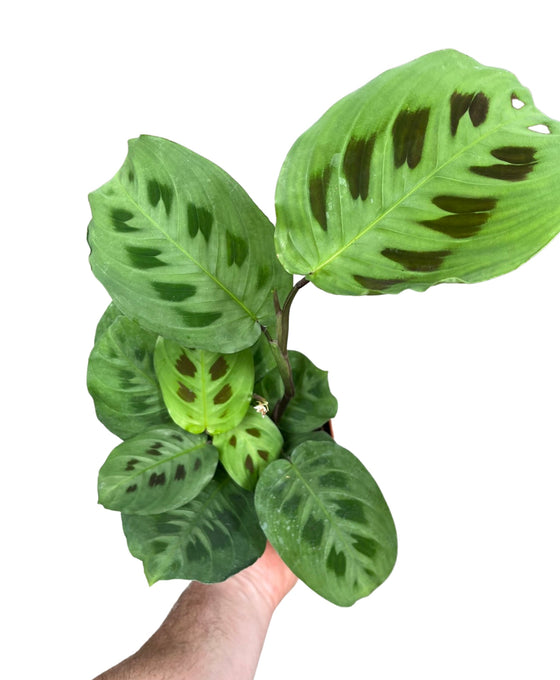 Maranta leuconeura var. Kerchoveana Image 1