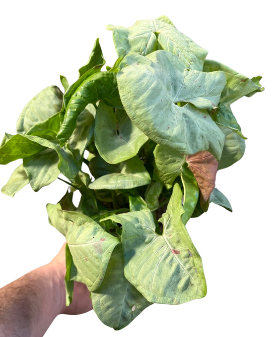 Syngonium podophyllum 'Milk Confetti' Image 1