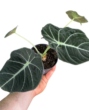 Alocasia reginula 'Black Velvet'