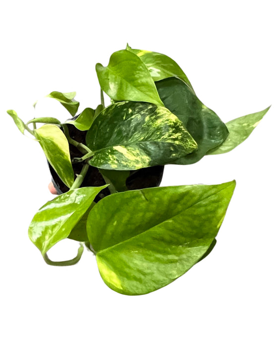 Epipremnum aureum - Devils Ivy, Pothos Image 2