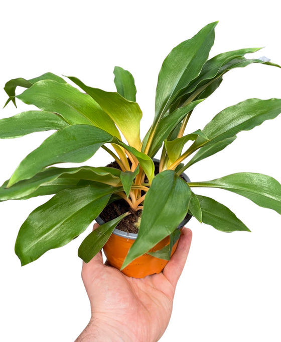 Chlorophytum orchidastrum 'Green Orange' Image 1