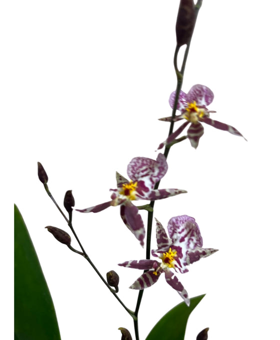 Oncidium 'Titanium Treasure' Image 2