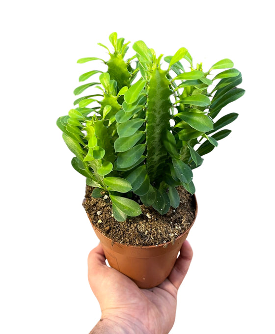 Euphorbia trigona Image 1