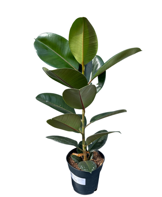 Ficus elastica Image 3