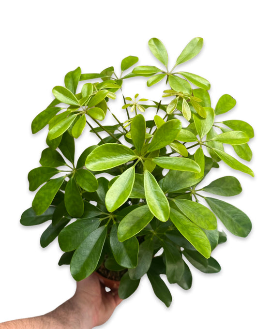 Schefflera arboricola 'Nora' (syn. Heptapleurum arboricola) Image 1