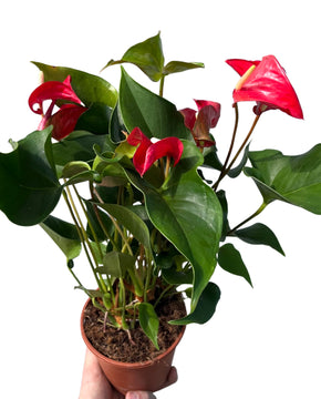 Anthurium andraeanum 'Dynamite Red'