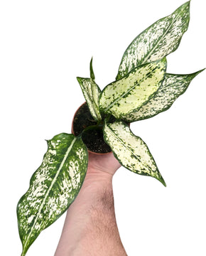 Aglaonema 'First Diamond'