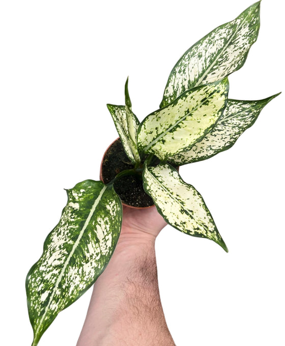 Aglaonema 'First Diamond' Image 1