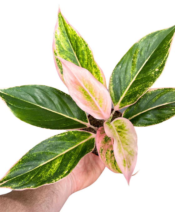 Aglaonema 'Pink Lipstick' Image 1