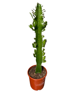 Euphorbia abyssinica