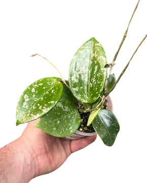 Hoya parasitica 'Splash'