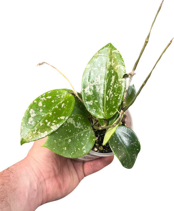 Hoya parasitica 'Splash' Image 1