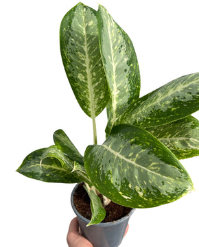 Aglaonema 'Milky Way'